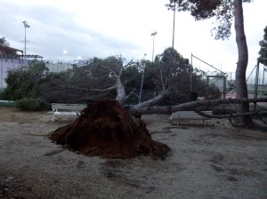 Desperfectes caiguda arbre desembre 2016